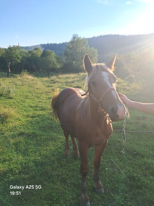 Vând sau schimb cu vaca!