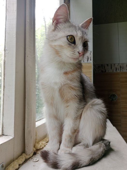 Кошечка в поисках дома