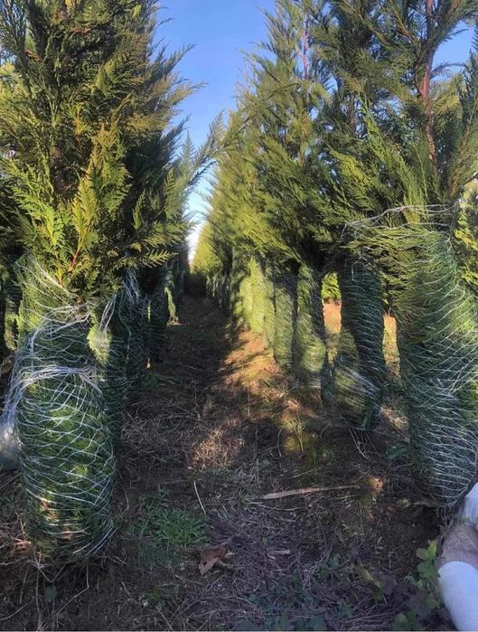 Vindem leylandii 
*Avem toate dimensiunile 
*Vă putem oferii transport