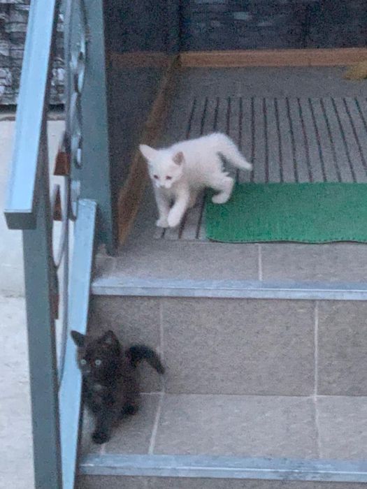 Отдам котят в добрые руки