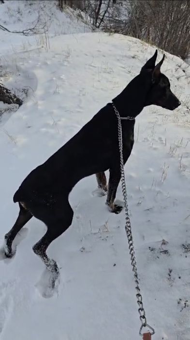 Продам Щенка Чистокровный Доберман)