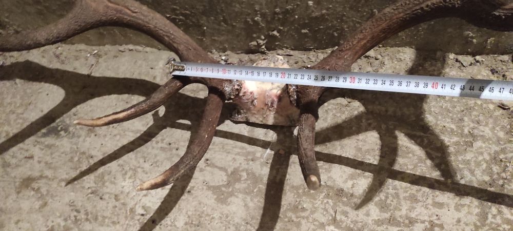 Чифт еленски рога