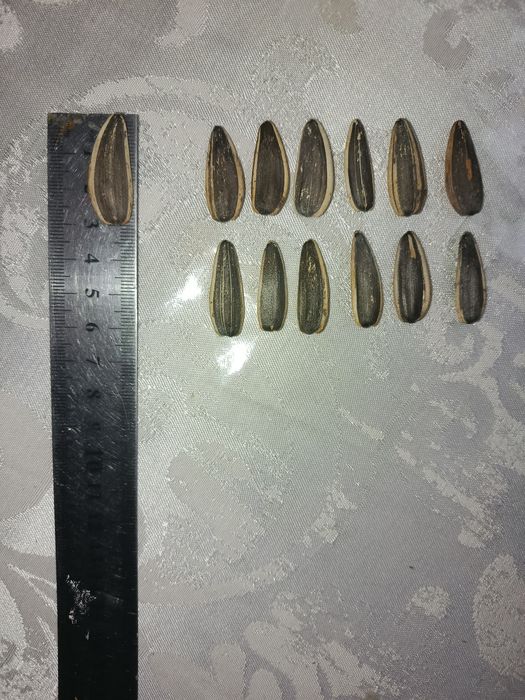 Semichka xitoy 180_190