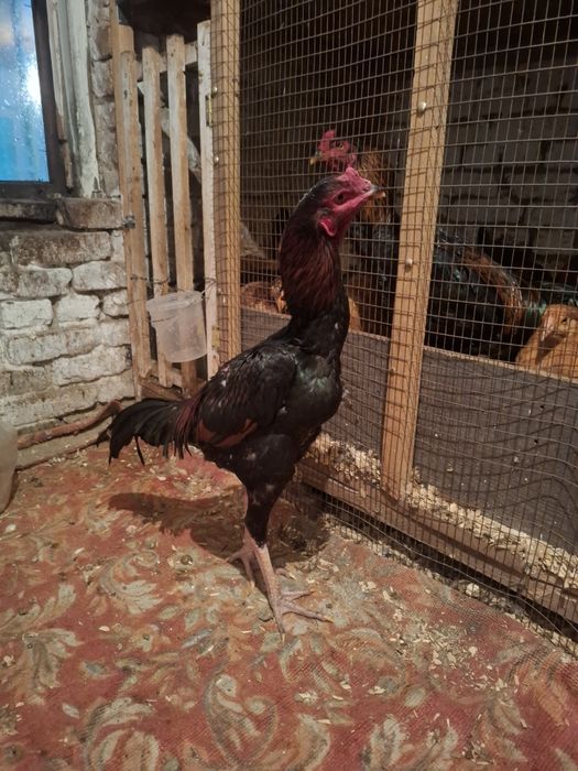 Продам дакан жужя