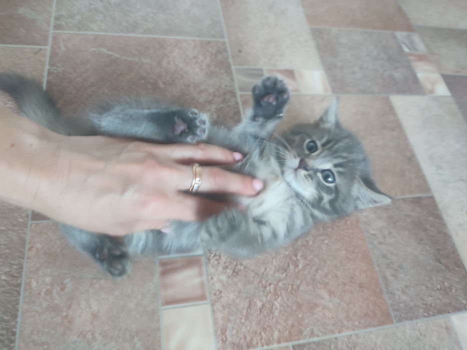Отдадим красивых котиков