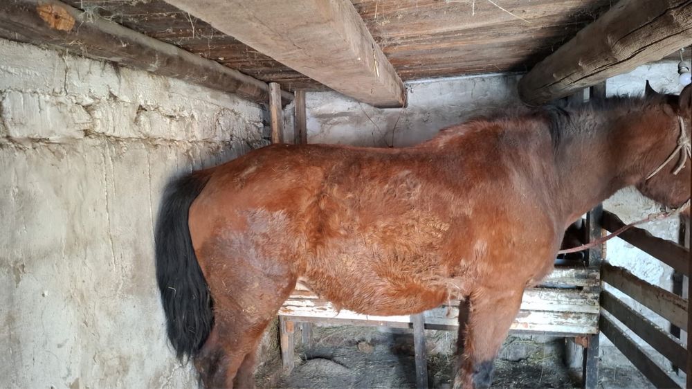 Продам кобылу (полутяж)