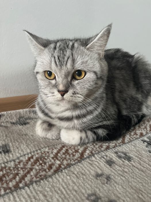 Кошка только в хорошие руки