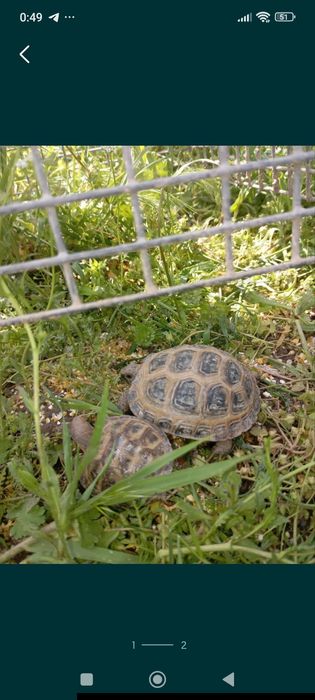 Черепашки продаётся.