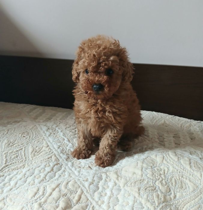 Пудел той/ he  poodle