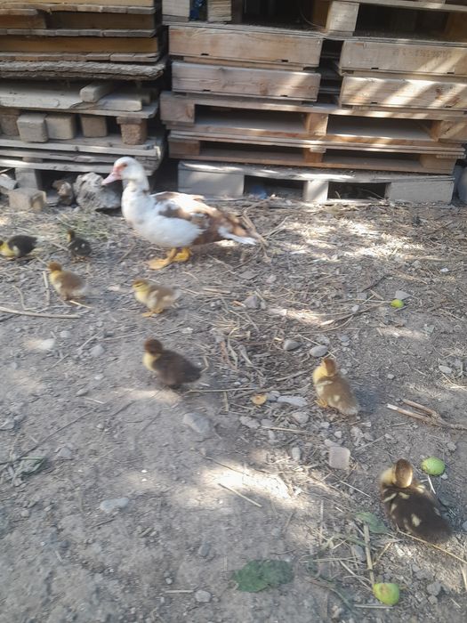 Продаётся индоутка утятами