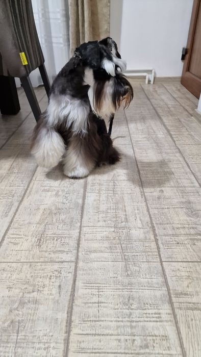 Schnauzer pitic negru argintiu