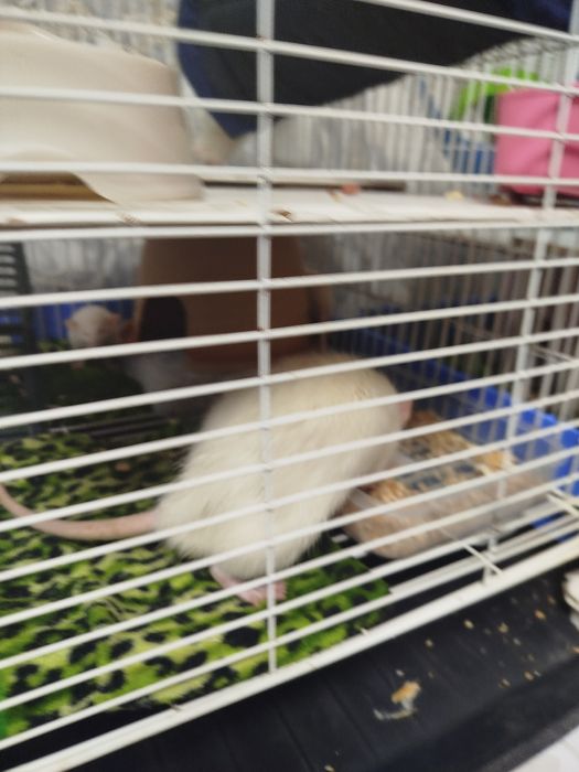 Продам декоративных крыс