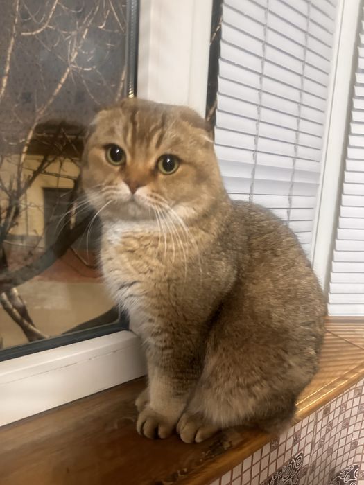 Шотландский вислоухий кот на вязку | Scottish Fold