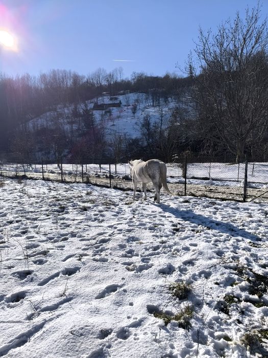 Iapă de vânzare ,vârstă 9 ani
