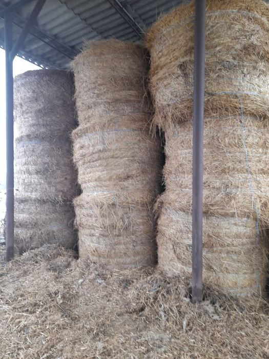 Disponibili 15 bălți de lucernă