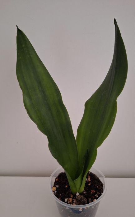 Сансевиерия (Sansevieria)