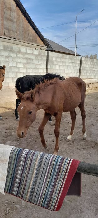 Тайшығарлар сатылады