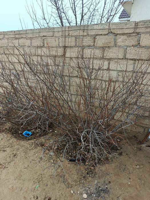 Смородина черная