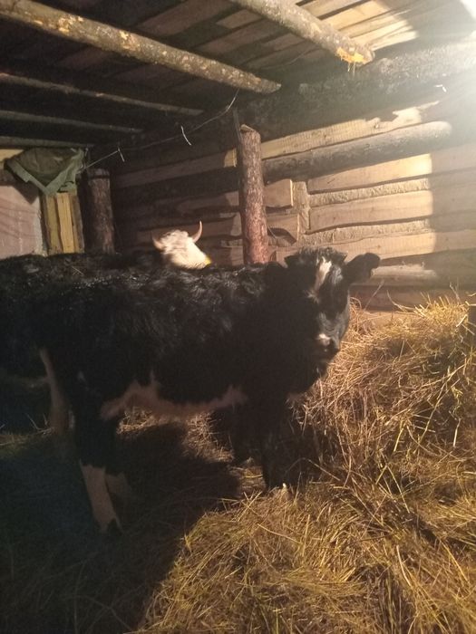 Қашар 1 жас сатылады