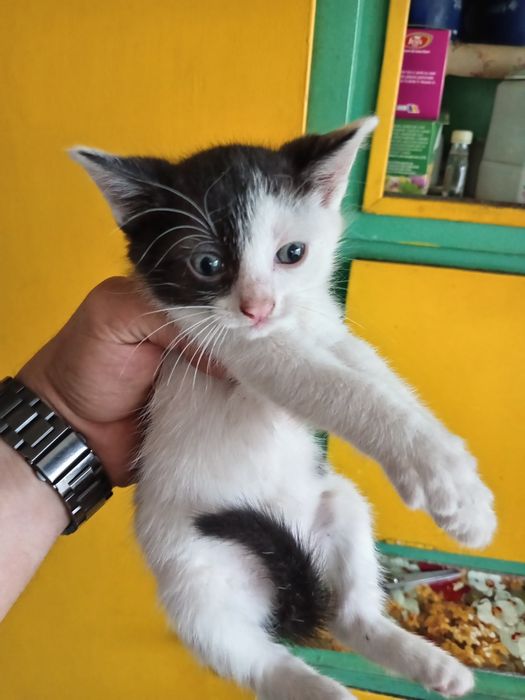 Donez pui pisică 8 săptămâni