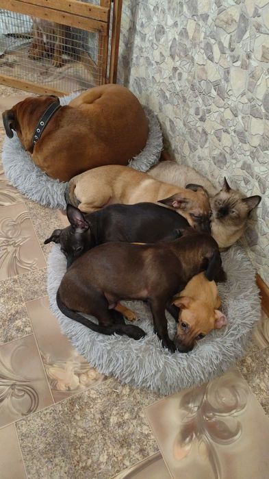 Щенки в добрые руки