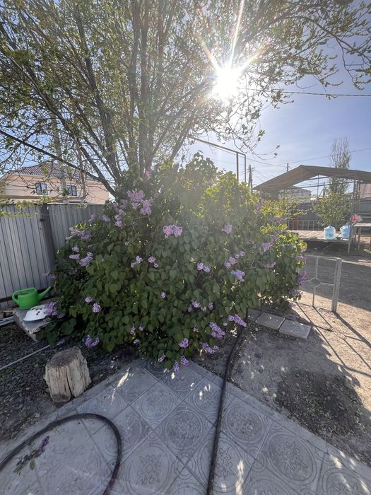 Сирень одна ветка 800тг