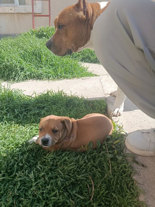 Продам щенка в хорошие руки