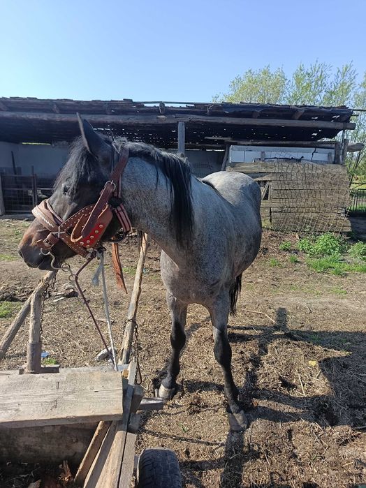 Vând armăsar 4 ani garantat la căruță la orice...