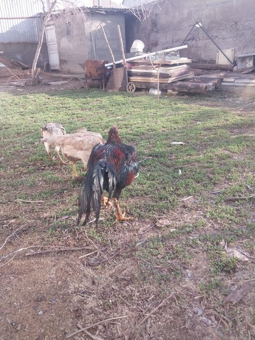 Срочно продам петух бойцовский