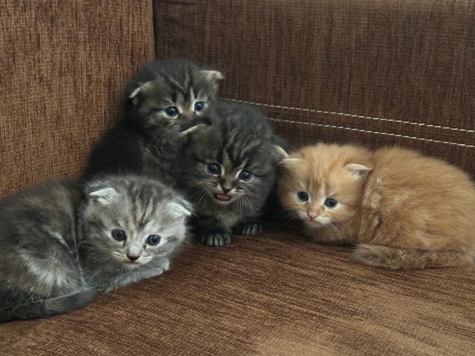 Шотландские вислоухие котята