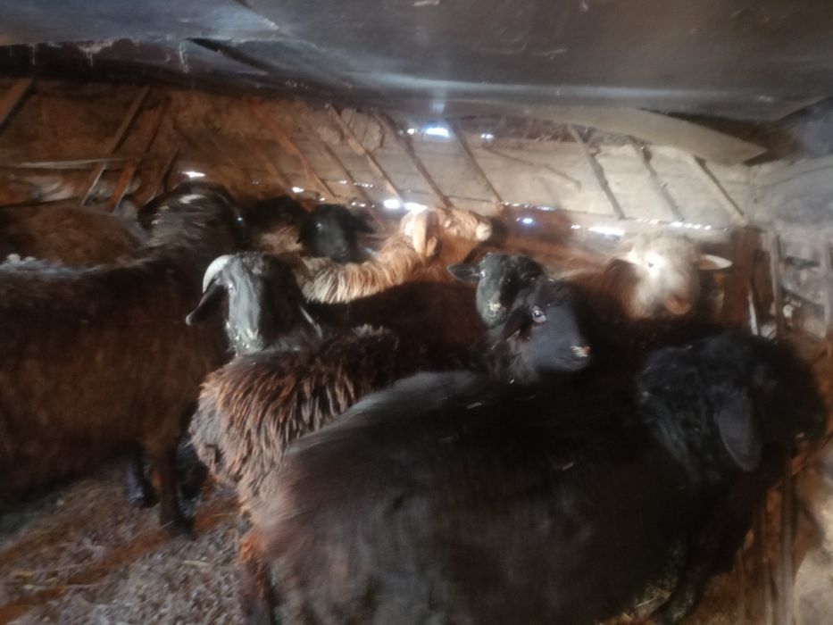 Продам баранов с откорма