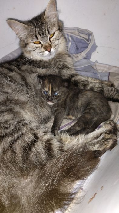Бронирование милых котят!