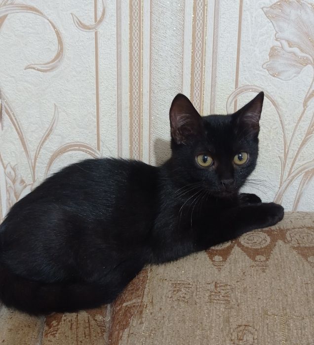 Отдам котенка в добрые руки
