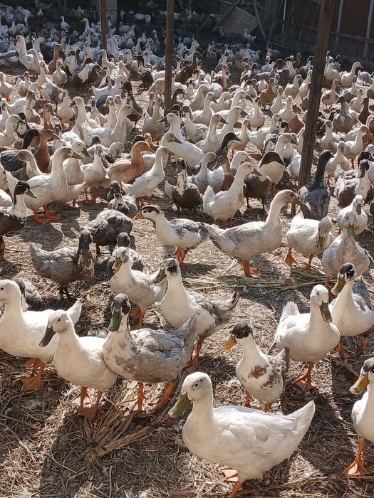 Урдак сотилади 180 000