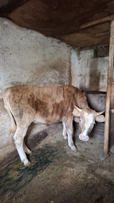 Продам быка стоит на откоруме