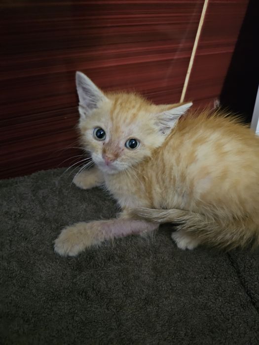 Ofer spre adopție pisoi