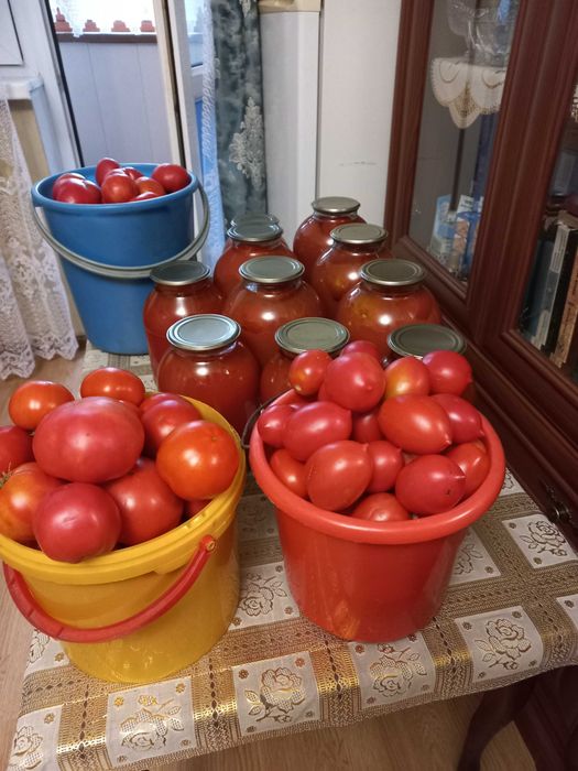Помидоры засолочные и для еды