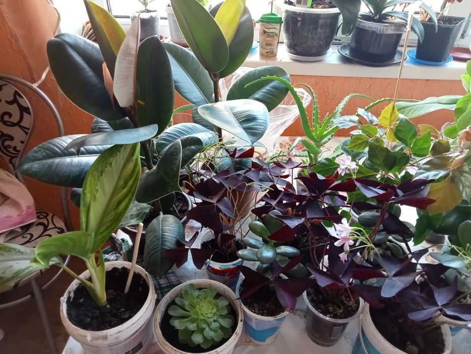 Продам домашние цветы