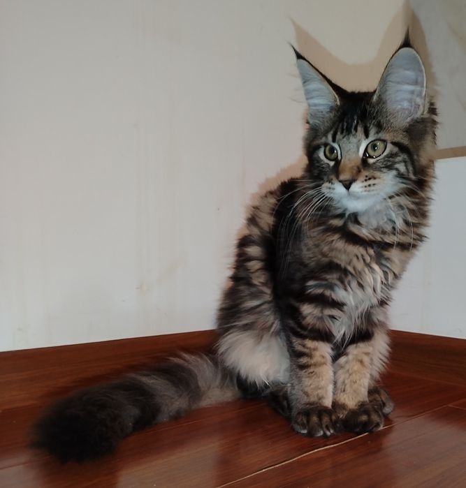 Băiețel Maine Coon XXL