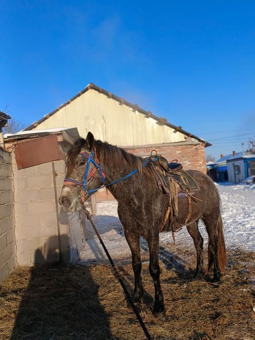 Жылқы сатылады продам лошади