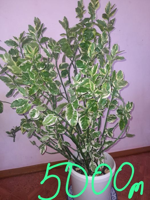 Комнатные хорошие цветы