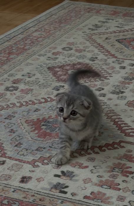 Шотландский котенок
