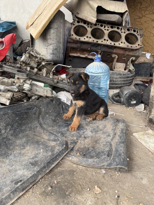 Nemetiskiy afcharka bollari sotildi. 2 oylik