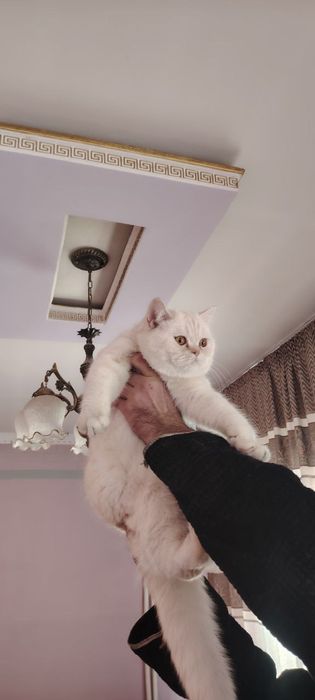 Вязка. Nasl olish