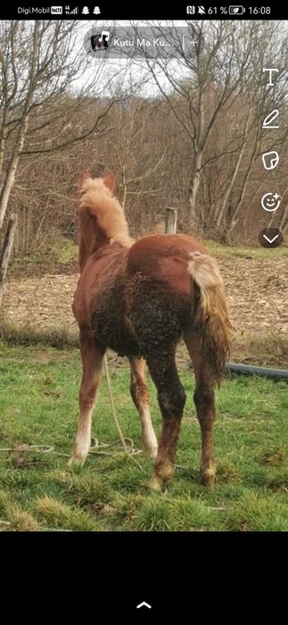 Vând mânză de 6 luni