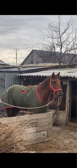 Ат жылқы құан айғыр