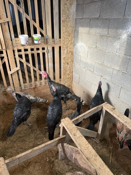 Индюк домашний продам