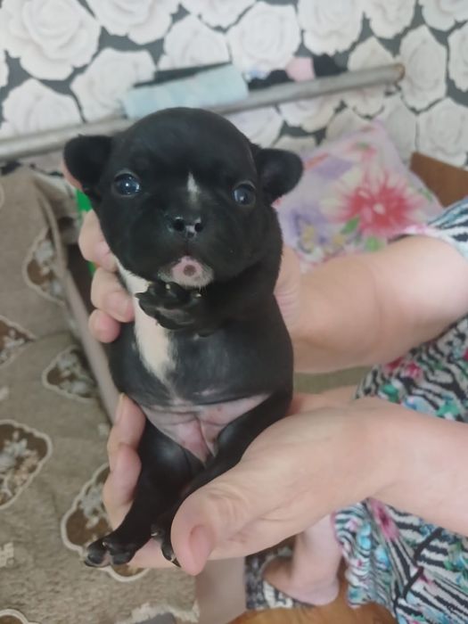 Щенки французкого бульдога