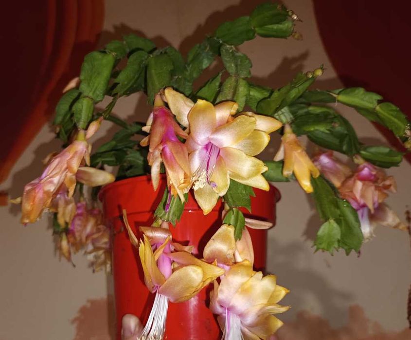 Коледниче/ Шлумбергера ЖЪЛТО,оранжево,бяло,розово,цикламено,червено