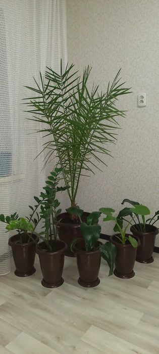 Пальма  финик 15 летний